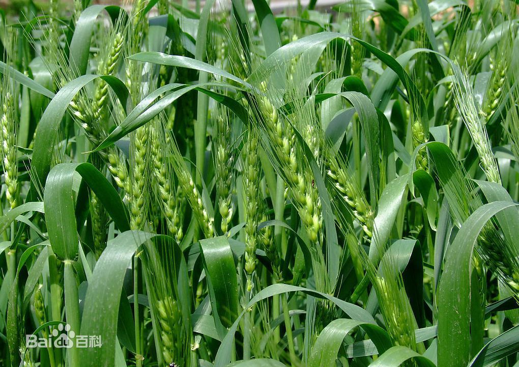 小麦种植技术-河南LD乐动体育种业公司